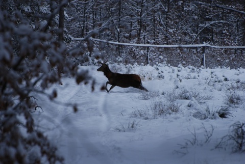Kliknij na zdjęcie, żeby zobaczyć w pełnych wymiarach
