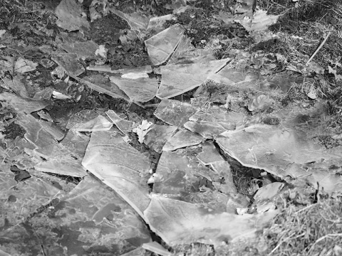 Kliknij na zdjęcie, żeby zobaczyć w pełnych wymiarach