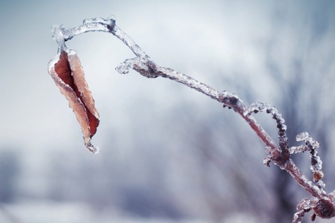 Kliknij na zdjęcie, żeby zobaczyć w pełnych wymiarach