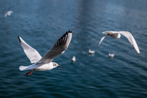 Kliknij na zdjęcie, żeby zobaczyć w pełnych wymiarach