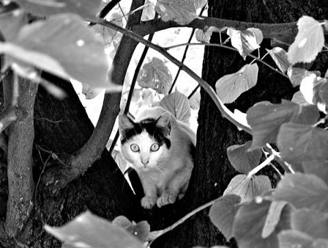 Kliknij na zdjęcie, żeby zobaczyć w pełnych wymiarach