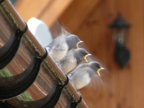 Kliknij na zdjęcie, żeby zobaczyć w pełnych wymiarach