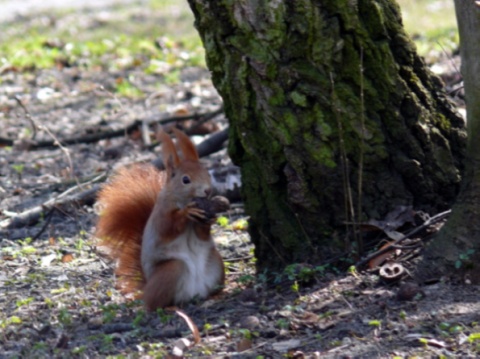 Kliknij na zdjęcie, żeby zobaczyć w pełnych wymiarach