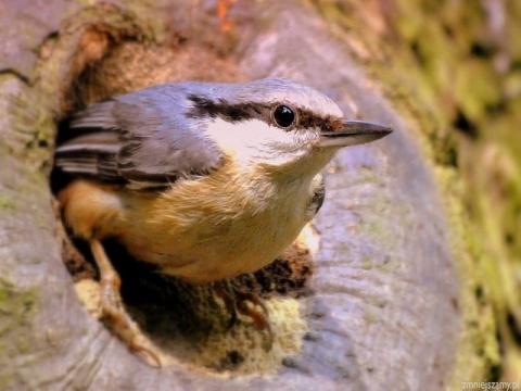 Kliknij na zdjęcie, żeby zobaczyć w pełnych wymiarach