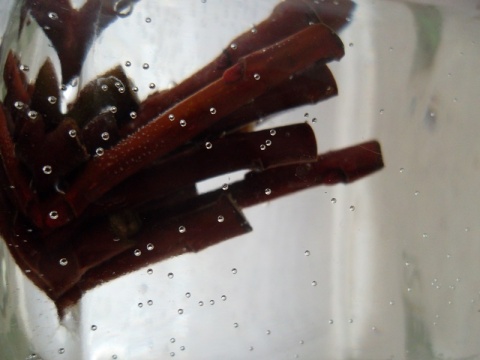 Kliknij na zdjęcie, żeby zobaczyć w pełnych wymiarach