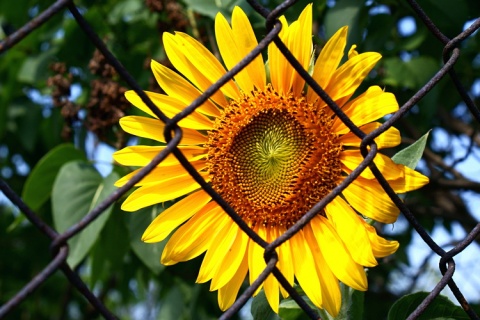 Kliknij na zdjęcie, żeby zobaczyć w pełnych wymiarach