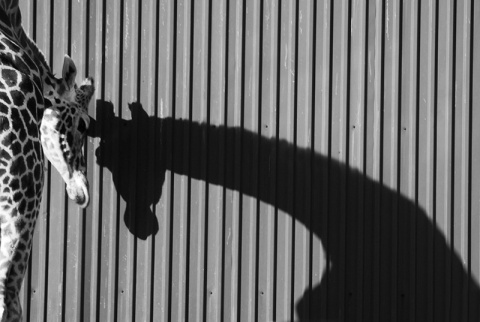 Kliknij na zdjęcie, żeby zobaczyć w pełnych wymiarach