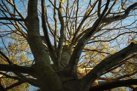 Kliknij na zdjęcie, żeby zobaczyć w pełnych wymiarach