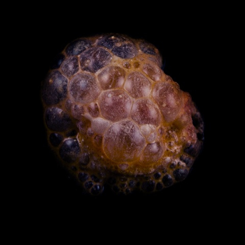 Kliknij na zdjęcie, żeby zobaczyć w pełnych wymiarach