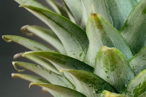 Kliknij na zdjęcie, żeby zobaczyć w pełnych wymiarach