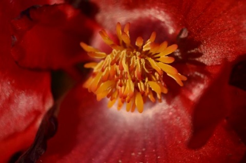 Kliknij na zdjęcie, żeby zobaczyć w pełnych wymiarach