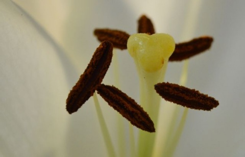 Kliknij na zdjęcie, żeby zobaczyć w pełnych wymiarach