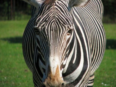 Kliknij na zdjęcie, żeby zobaczyć w pełnych wymiarach