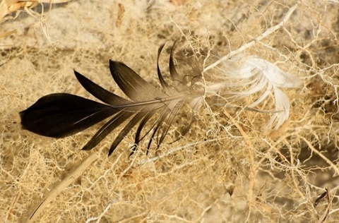 Kliknij na zdjęcie, żeby zobaczyć w pełnych wymiarach