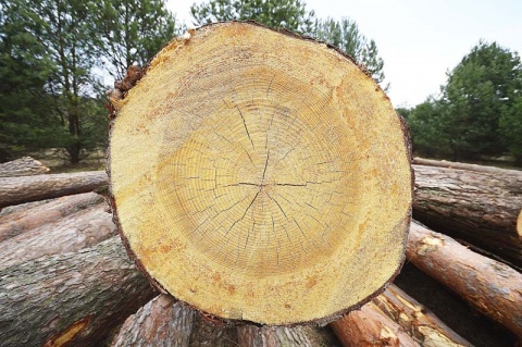 Kliknij na zdjęcie, żeby zobaczyć w pełnych wymiarach