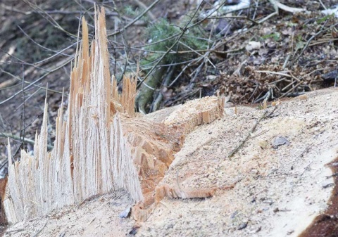 Kliknij na zdjęcie, żeby zobaczyć w pełnych wymiarach