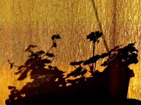 Kliknij na zdjęcie, żeby zobaczyć w pełnych wymiarach