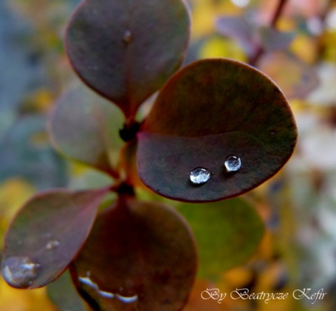 Kliknij na zdjęcie, żeby zobaczyć w pełnych wymiarach