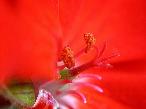 Kliknij na zdjęcie, żeby zobaczyć w pełnych wymiarach