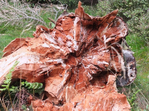 Kliknij na zdjęcie, żeby zobaczyć w pełnych wymiarach