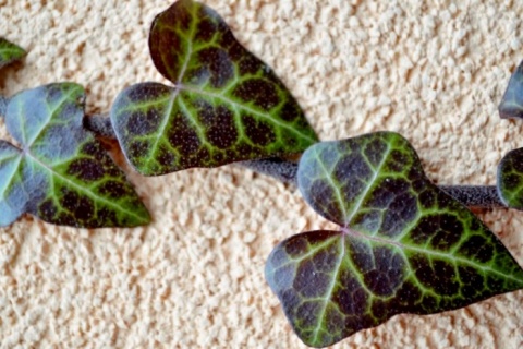 Kliknij na zdjęcie, żeby zobaczyć w pełnych wymiarach