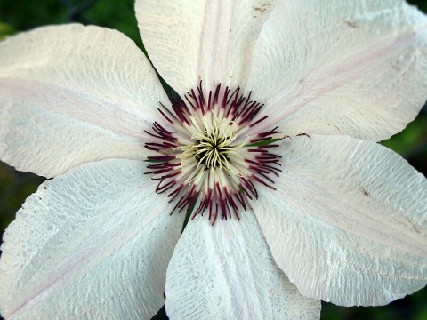 Kliknij na zdjęcie, żeby zobaczyć w pełnych wymiarach