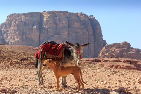 Kliknij na zdjęcie, żeby zobaczyć w pełnych wymiarach