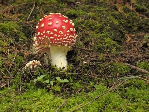 Kliknij na zdjęcie, żeby zobaczyć w pełnych wymiarach