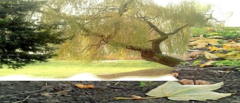 Kliknij na zdjęcie, żeby zobaczyć w pełnych wymiarach