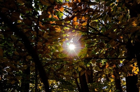 Kliknij na zdjęcie, żeby zobaczyć w pełnych wymiarach