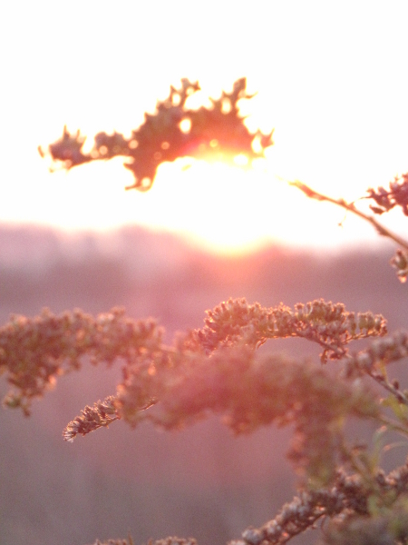 Kliknij na zdjęcie, żeby zobaczyć w pełnych wymiarach