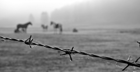 Kliknij na zdjęcie, żeby zobaczyć w pełnych wymiarach