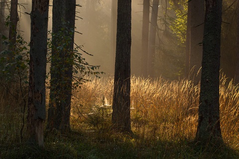 Kliknij na zdjęcie, żeby zobaczyć w pełnych wymiarach