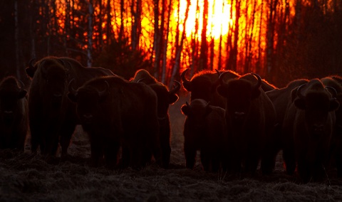 Kliknij na zdjęcie, żeby zobaczyć w pełnych wymiarach