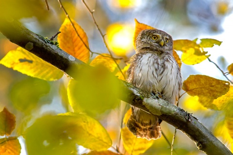 Kliknij na zdjęcie, żeby zobaczyć w pełnych wymiarach