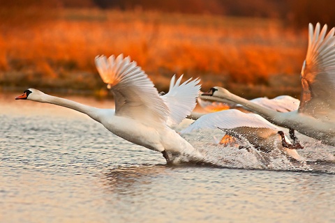 Kliknij na zdjęcie, żeby zobaczyć w pełnych wymiarach