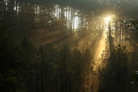 Kliknij na zdjęcie, żeby zobaczyć w pełnych wymiarach