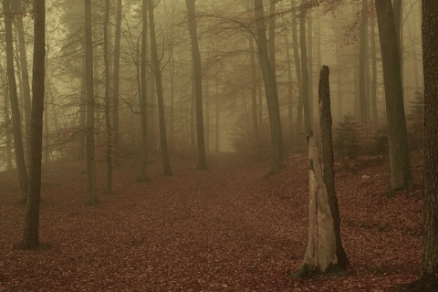 Kliknij na zdjęcie, żeby zobaczyć w pełnych wymiarach