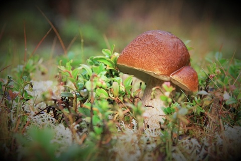 Kliknij na zdjęcie, żeby zobaczyć w pełnych wymiarach