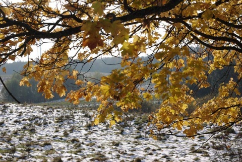 Kliknij na zdjęcie, żeby zobaczyć w pełnych wymiarach