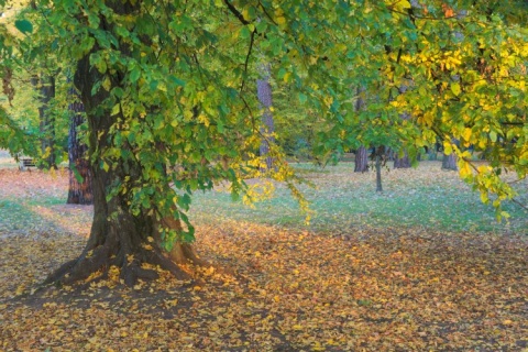 Kliknij na zdjęcie, żeby zobaczyć w pełnych wymiarach