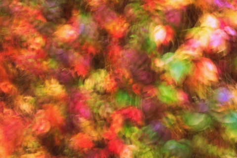 Kliknij na zdjęcie, żeby zobaczyć w pełnych wymiarach