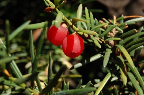 Kliknij na zdjęcie, żeby zobaczyć w pełnych wymiarach