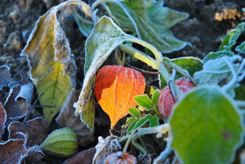 Kliknij na zdjęcie, żeby zobaczyć w pełnych wymiarach
