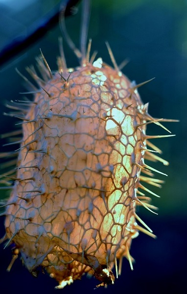 Kliknij na zdjęcie, żeby zobaczyć w pełnych wymiarach