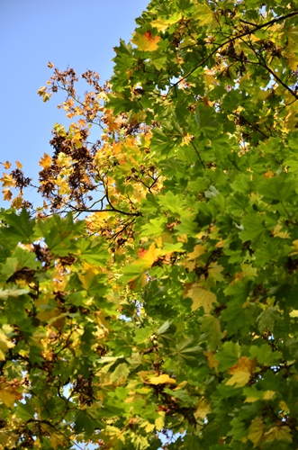 Kliknij na zdjęcie, żeby zobaczyć w pełnych wymiarach