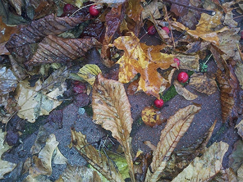 Kliknij na zdjęcie, żeby zobaczyć w pełnych wymiarach