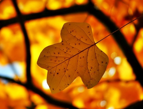 Kliknij na zdjęcie, żeby zobaczyć w pełnych wymiarach