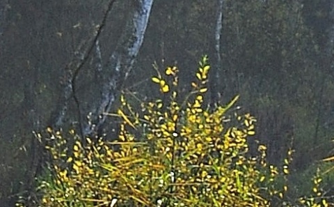 Kliknij na zdjęcie, żeby zobaczyć w pełnych wymiarach