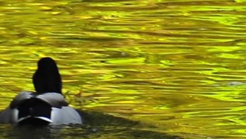 Kliknij na zdjęcie, żeby zobaczyć w pełnych wymiarach